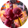 photo_de_la_peluche_de_Tako_la_mascotte_d'Ōsaka